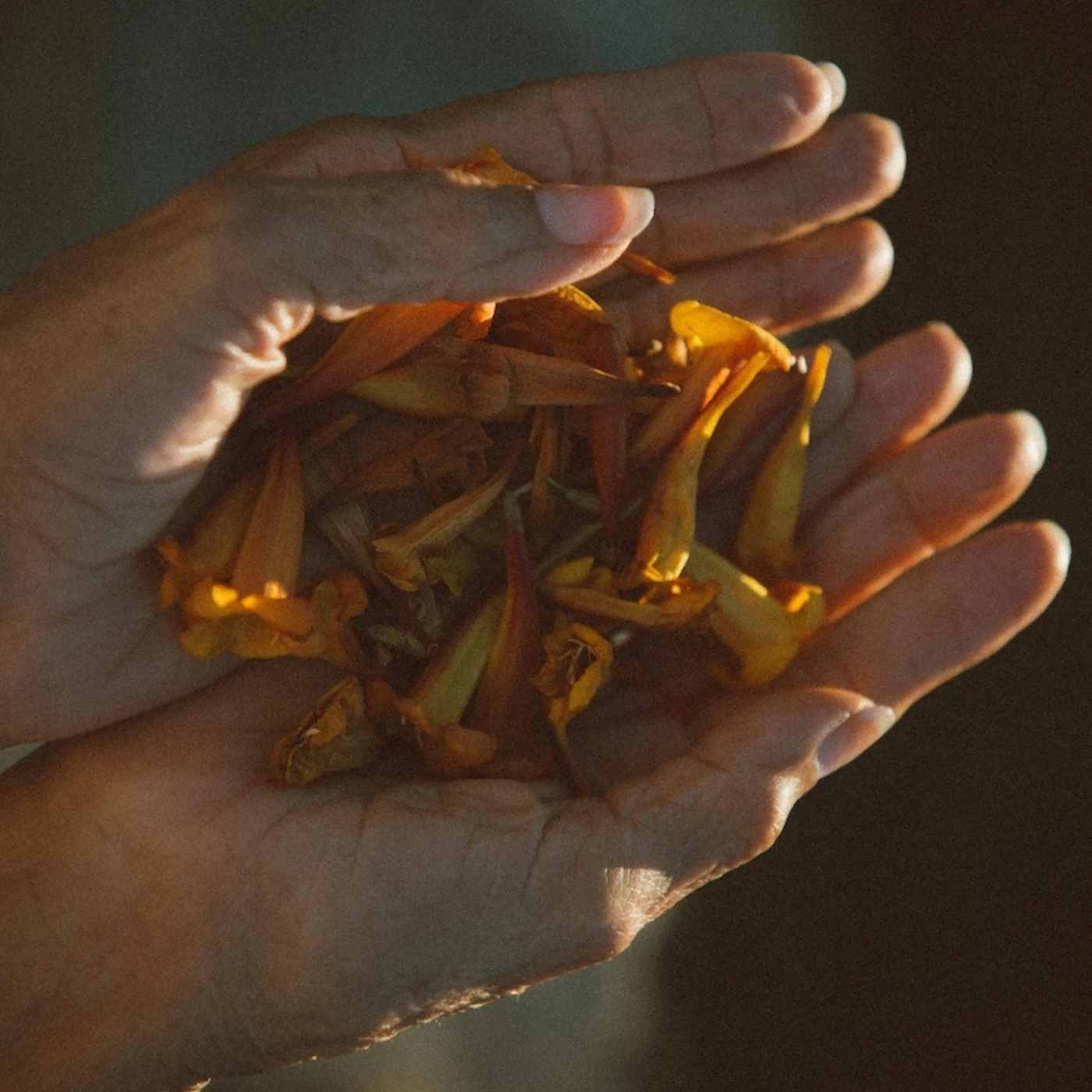 Flowers in a person's hands
