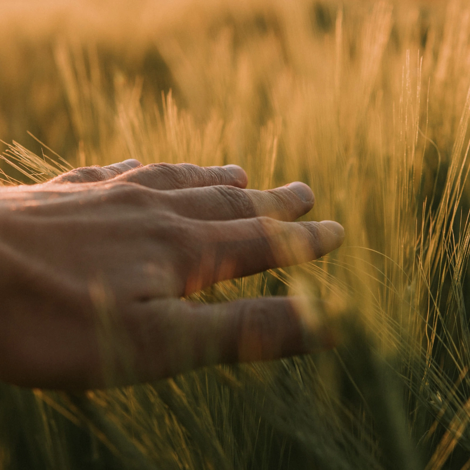 hands caressing the grass
